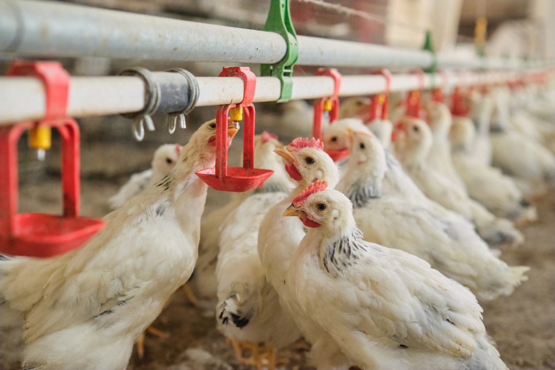 close up Chickens drinking water by nipple in family Farm in hot weather. DRINKING NIPPLE FOR REARING OR PRODUCTION PHASE. Clean and fresh water